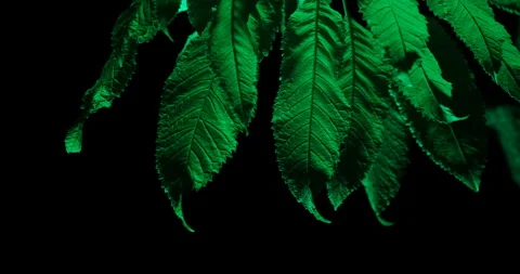 Leafs at Night Stock Footage 161053157