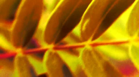 Leafs old Stock Footage 17334712