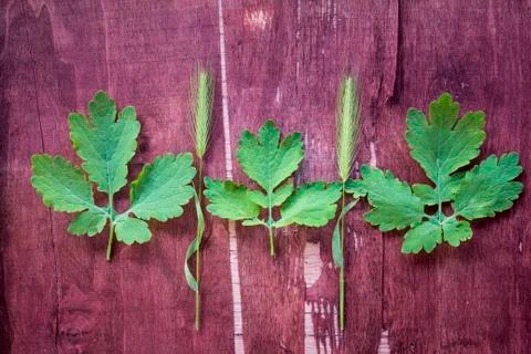 Leafs on old wood surface Stock Photos