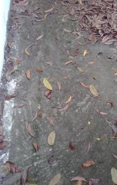 Leafs over cemented surface Stock Photos