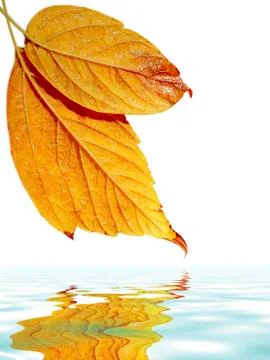 Leafs over water Stock Photos