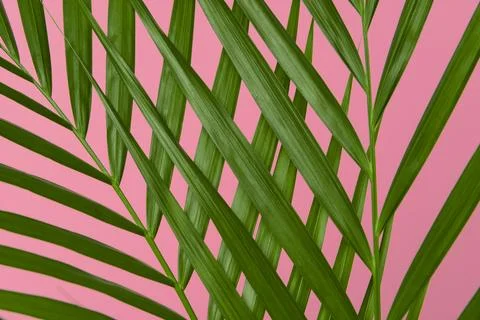 Leafs of a palm tree in a abstract pattern on a pink background Stock Photos