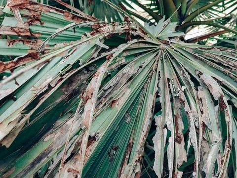 Leafs of palm tree Foto stock