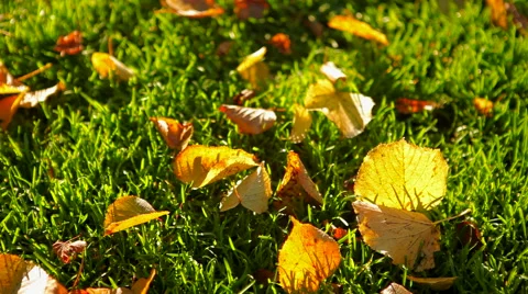 Leafs in the park Stock Footage 41437162