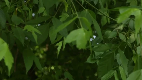 Leafs Park Tree Green Young Summer Bright Park 動画素材 77868239