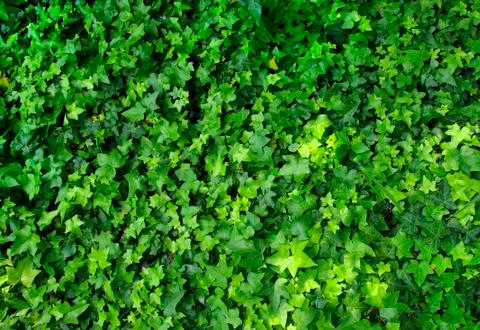 Leafs pattern Stock Photos