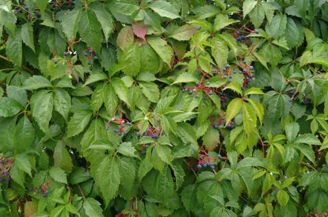 Leafs pattern Stock Photos