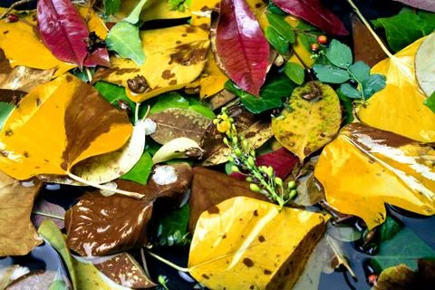 Leafs Fotos de archivo