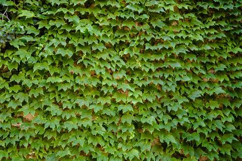 Leafs Stock Photos
