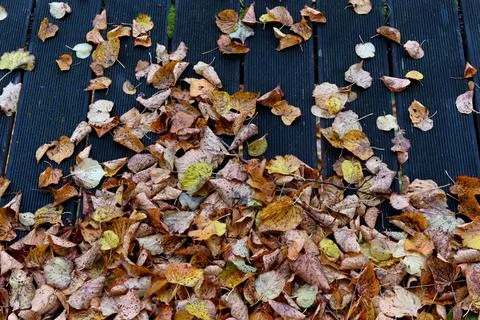 Leafs 库存照片