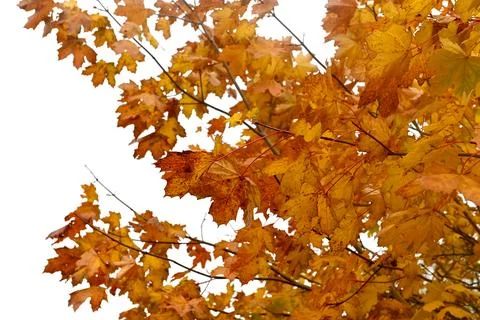 Leafs Foto stock