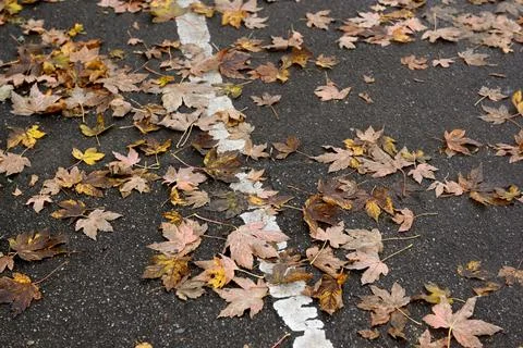 Leafs Foto stock