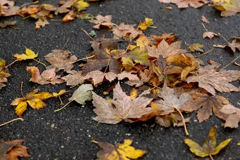 Leafs Foto stock