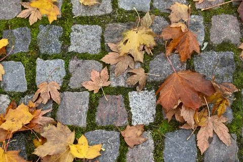 Leafs Foto stock