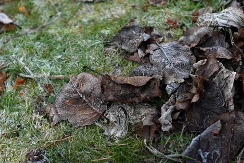 Leafs 库存照片