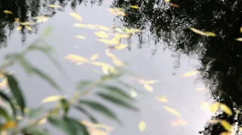 Leafs in a pond, changing sharpness Stock Footage 31819212