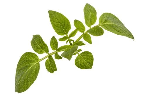 Leafs of potato, isolated on white background Stock-Fotos