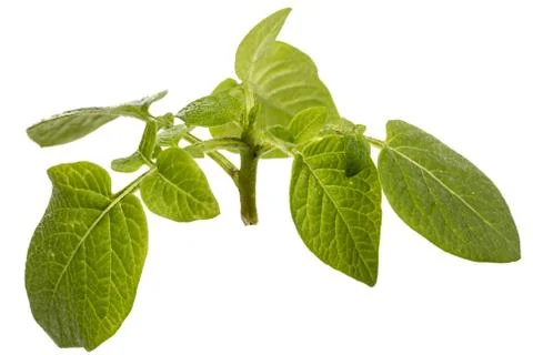 Leafs of potato, isolated on white background Stock Photos