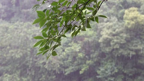 Leafs in the rain, summer view Stock-Footage 154704285