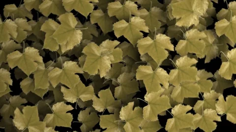 Leafs Revealer 스톡 동영상 920405