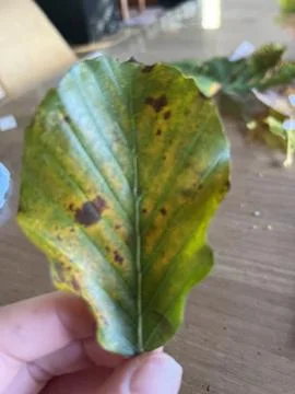 Leafs for a school project Foto stock