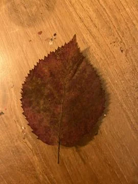 Leafs for a school project Stock-Fotos