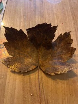 Leafs for a school project Stock Photos