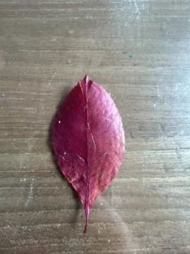 Leafs for a school project Foto stock