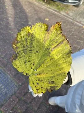 Leafs for a school project Stock Photos