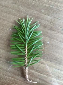 Leafs for a school project Stock Photos