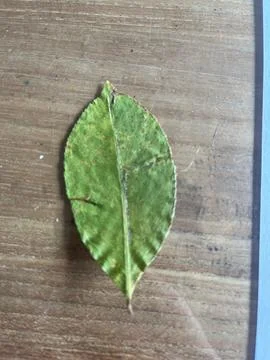 Leafs for a school project Stock-Fotos