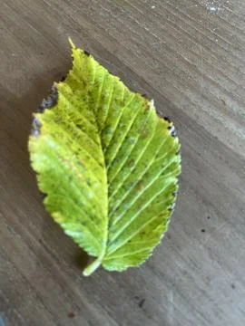 Leafs for a school project Stock Photos