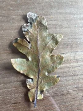 Leafs for a school project Foto stock