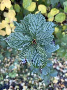 Leafs for a school project Stock Photos