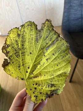 Leafs for a school project Foto stock