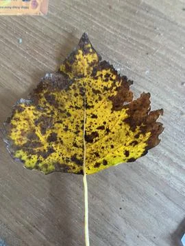 Leafs for a school project Foto stock
