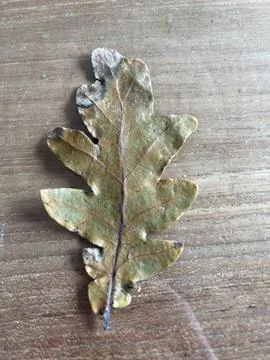 Leafs for a school project Stock-Fotos