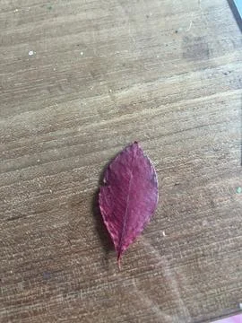 Leafs for a school project Stock Photos