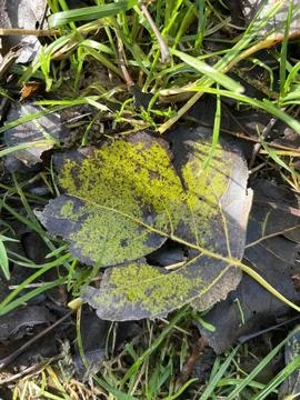 Leafs for a school project Stock Photos