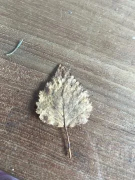 Leafs for a school project Stock-Fotos