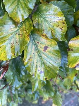 Leafs for a school project Stock Photos