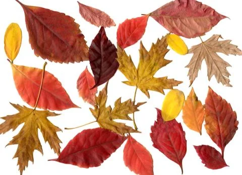 Leafs set Stock Photos