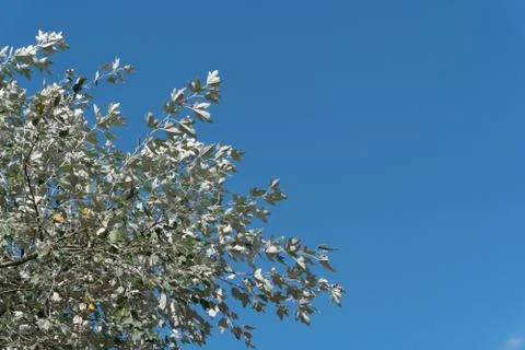 Leafs of the silverleaf poplar dance in the wind against blue sky Foto stock