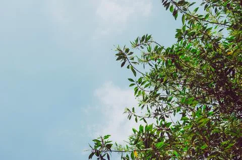 Leafs in the sky, vintage Stock Photos