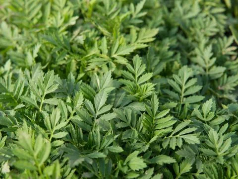 Leafs of small flowers Foto stock