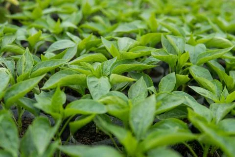 Leafs of small pepper plant Stock Photos