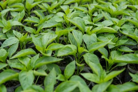 Leafs of small pepper plant Stock Photos