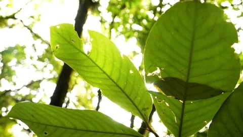 Leafs Soaking in Monring Sun Stock Footage 172112739