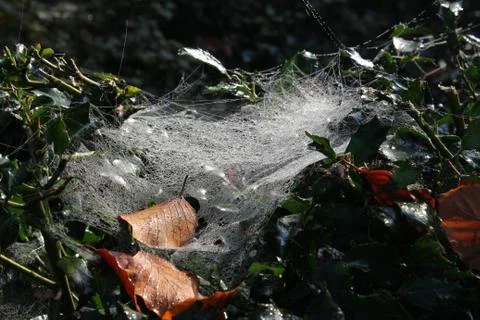 Leafs In Spiderweb 스톡 사진