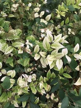 Leafs in summer Foto stock